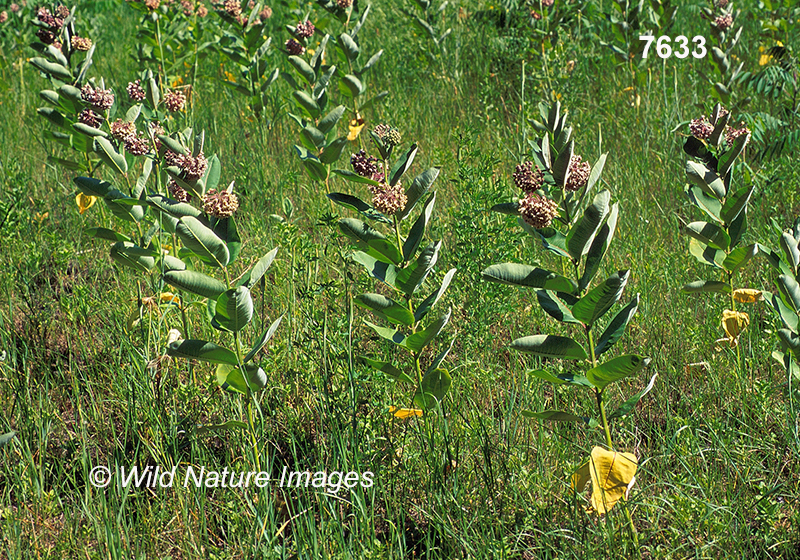 Common Milkweed (Asclepias syriaca)